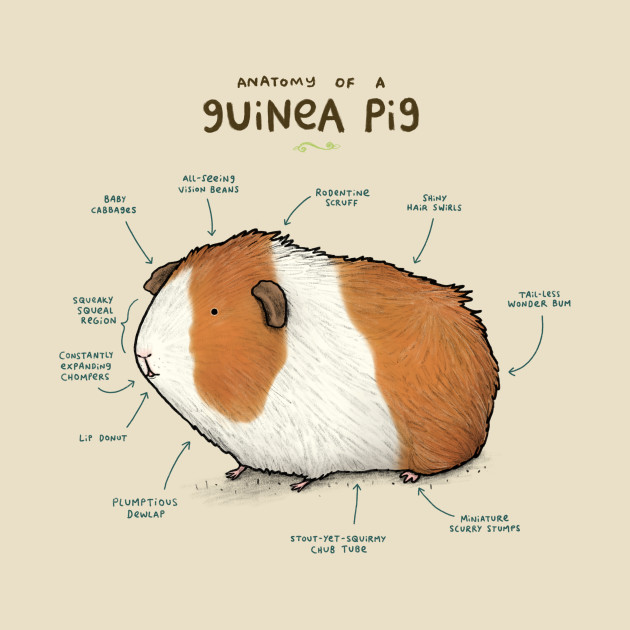 Anatomy of a Guinea Pig